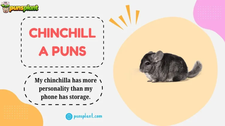 Chinchilla Puns