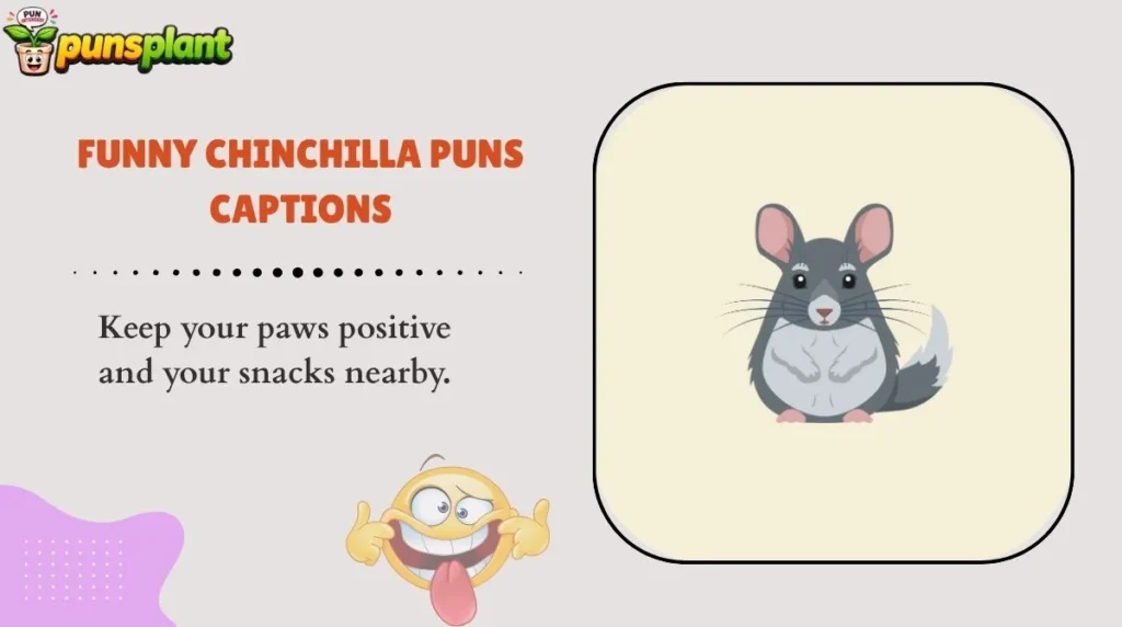 Funny Chinchilla Puns Captions