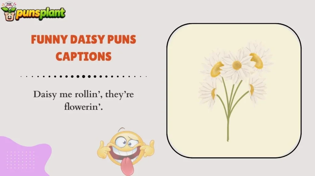 Funny Daisy Puns Captions