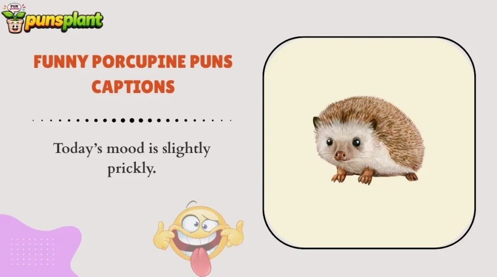 Funny Porcupine Puns Captions